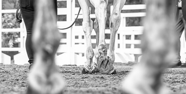 A total of 147 horses return safely to Europe from Doha