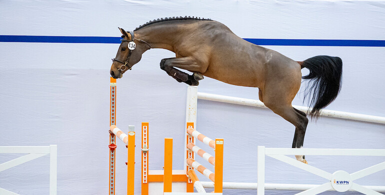 Strong pedigrees represent KWPN Select Sale