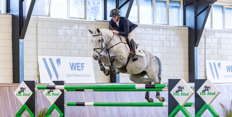 Today: Live presentation of the collection WEF Sport Horse Auction