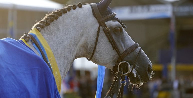 Images | Moments from the FEI World Breeding Jumping Championships