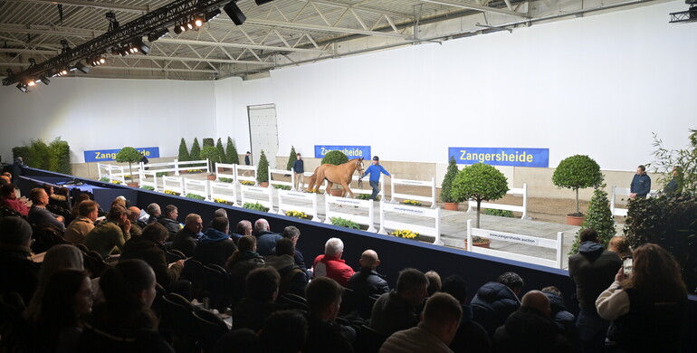 Zangersheide Stallion Auction 2026 set to spotlight the next generation at Sentower Park