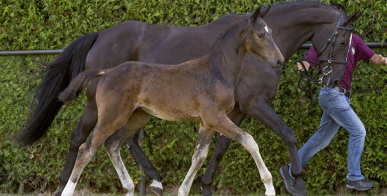 Advertisement; Limburg Foal Auction - Average price jumping foals exceeds €10.000