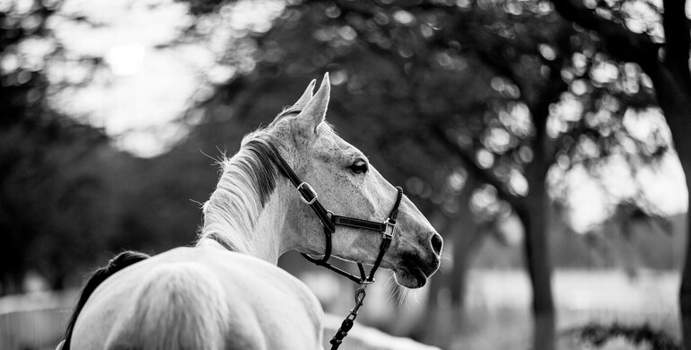The Longines Global Champions Tour of Doha cancelled due to the current situation in the region