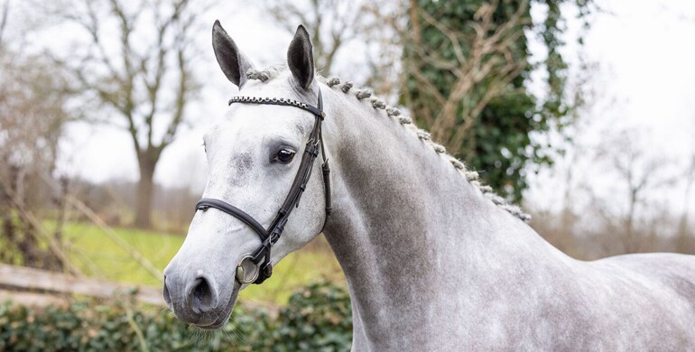 Paardenveilingonline opens 2026 with a broad collection of showjumping genetics for buyers and breeders