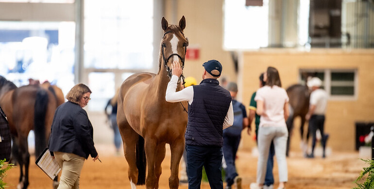 Willem Greve withdraws from the Longines FEI Jumping World Cup™ Final