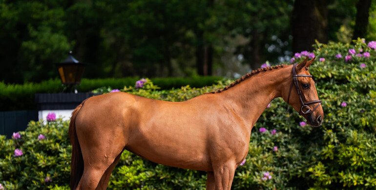 Exceptional three-year-old mare in latest auction by Suus Kuyten