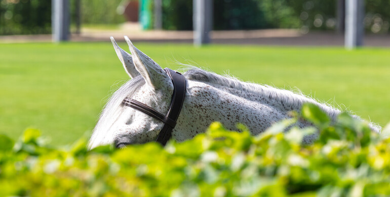 Nominated entries for the FEI Jumping World Championships 2026 available online