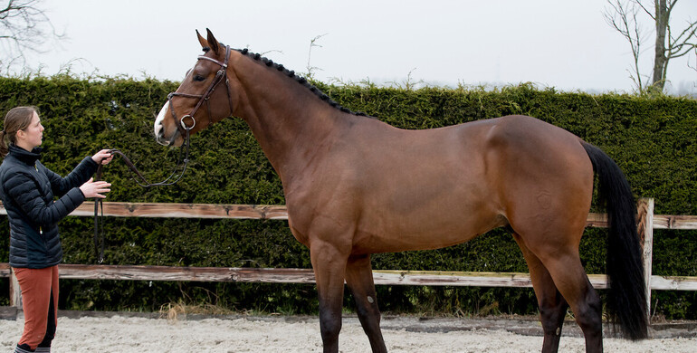 Stud farm Van de Heffinck’s Melanie Hamerlinck: “There is more to being good than sports results”