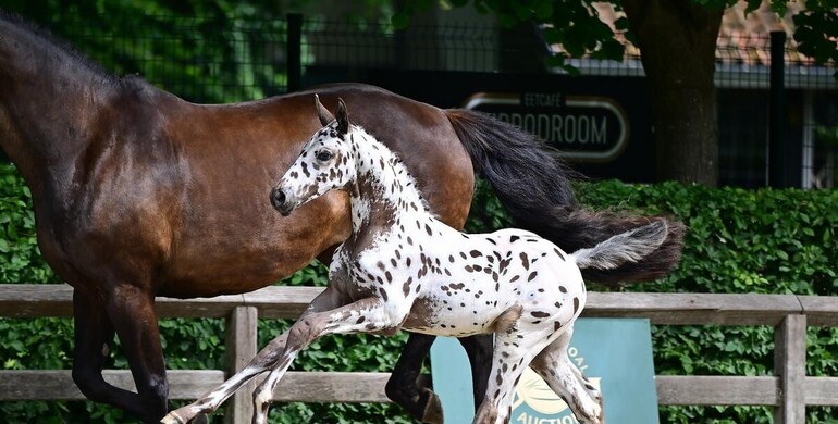 Flanders Foal Auction’s 2nd collection after record-breaking edition