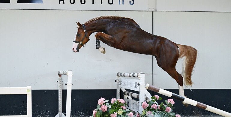 SLF Summer Auction returns with outstanding collection of foals, young talents and proven sport horses