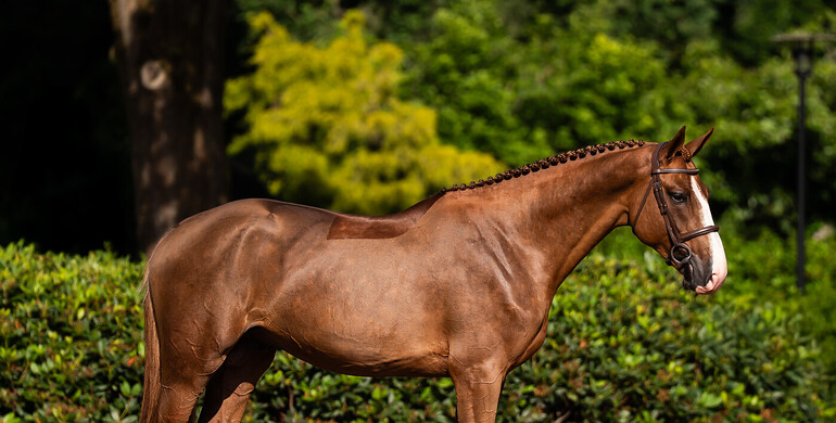 Exceptional 4-year-old stallion by Untouched headlines the latest SK Favorite auction