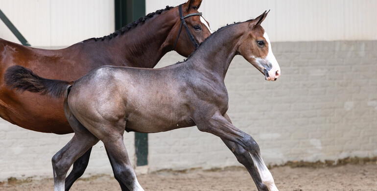From Olympic stallions to Grand Prix bloodlines: Paardenveilingonline presents Summer Sale I