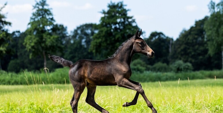 United Touch S, Dubai du Cedre, Explosion W, Chacco-Blue: StuDutch Auction launches one of its strongest foal auctions