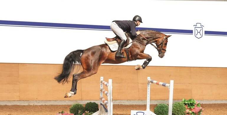 Advertisement; Holsteiner Elite Riding Auction 2015