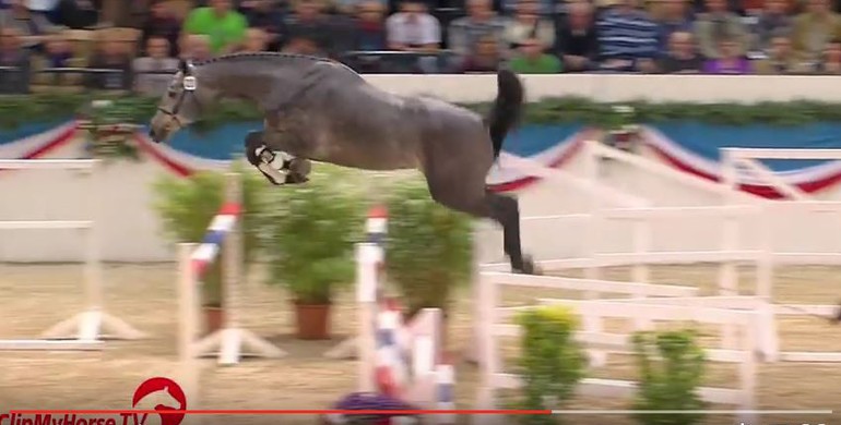 Twenty new stallions approved in Holstein