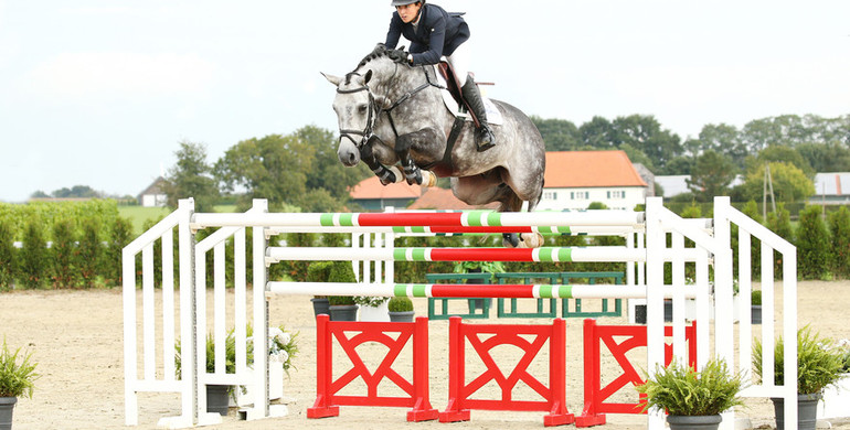 Advertisement: Holger Hetzel Sport Horse Sales 2015 presents Mr. Grey