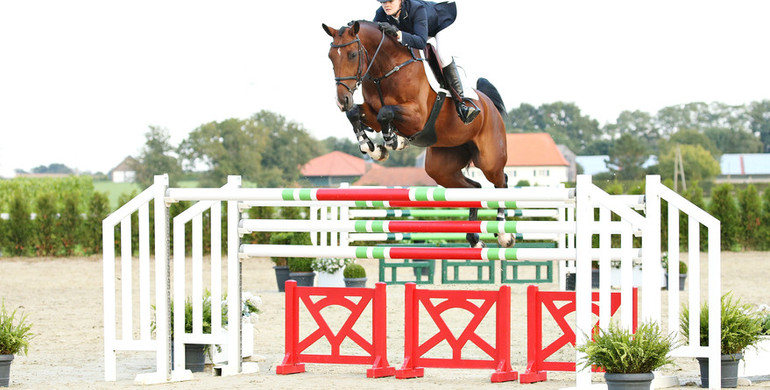 Advertisement: Holger Hetzel Sport Horse Sales 2015 presents The Rose
