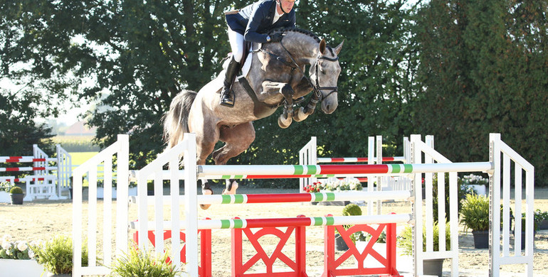 Advertisement: Holger Hetzel Sport Horse Sales 2015 presents Jack Daniels