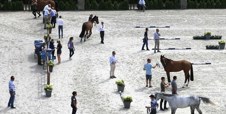 Global Champions League reacts on FEI statement – ”Our organization is at the forefront of horse welfare”