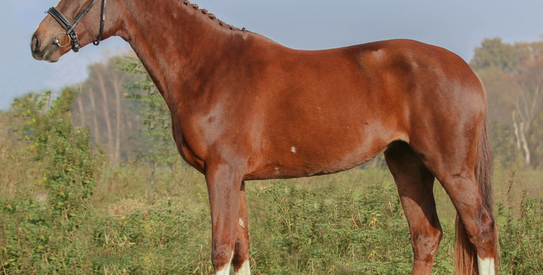 Advertisement; In The Spotlight – Kilara BE- ST Z to be offered at Brightwells Elite December Auction