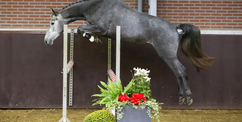 Advertisement: In The Spotlight – Cindy  to be offered at Brightwells Elite December Auction