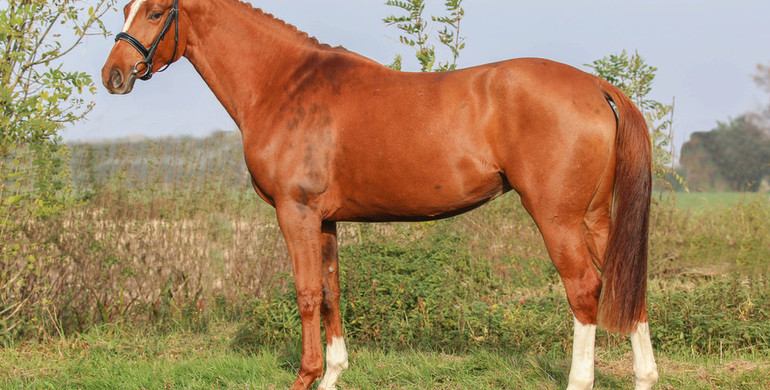 Advertisement: In The Spotlight – Qualyse BE-ST Z to be offered at Brightwells Elite December Auction