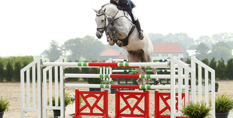 Advertisement: Holger Hetzel Sport Horse Sales 2015 presents Abnormal