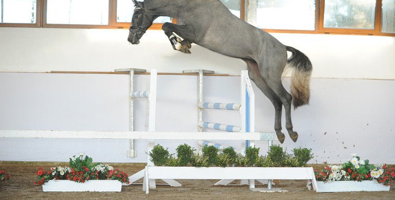 Advertisement: In The Spotlight – Gandalf to be offered at Brightwells Elite December Auction