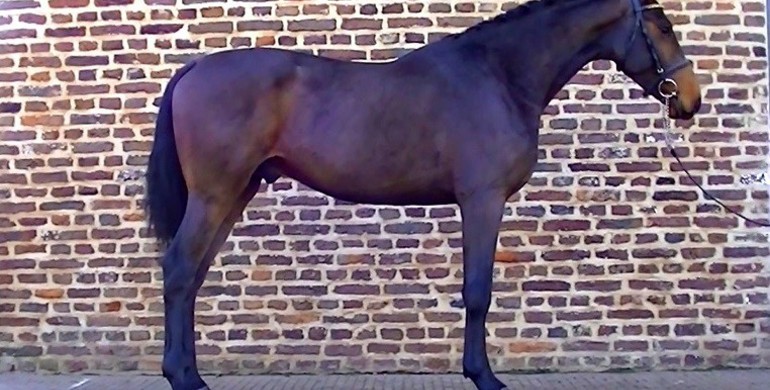 Advertisement: In The Spotlight – Cas WP Z to be offered at Brightwells Elite December Auction