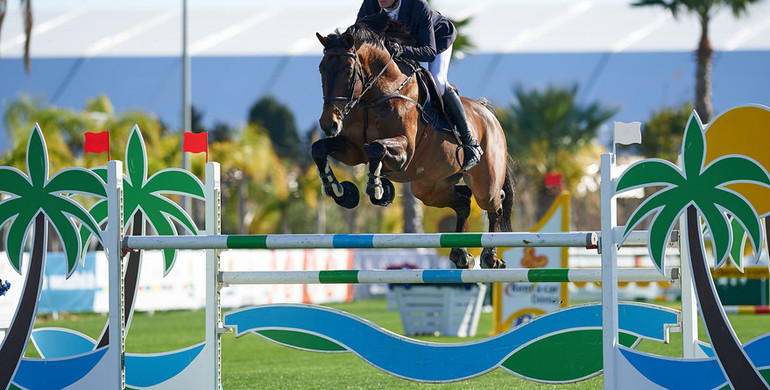 Ursula XII, Hello Guv’Nor and Conrad de Hus back in the ring at 2016 Spring MET