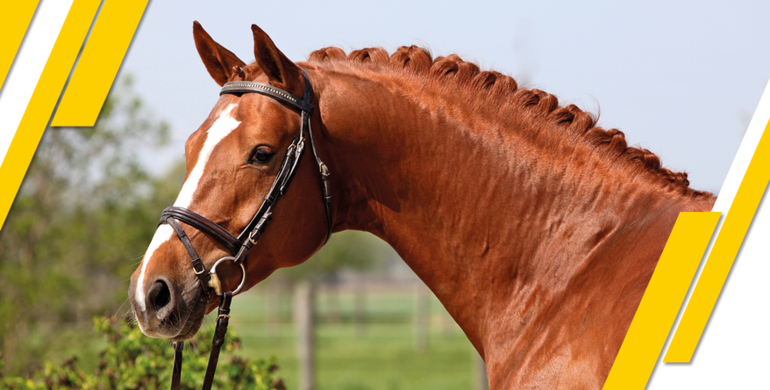 German Horse Center: A unique source of high performance horses