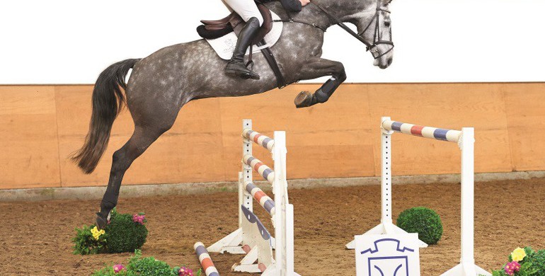 The Holsteiner Spring Auction on 19 March 2016: Countdown – See the auction horses for yourself