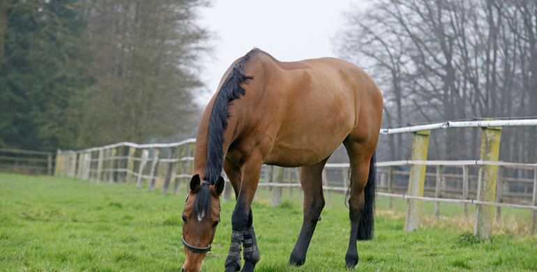 A foal for Noltes Küchengirl and Plot Blue