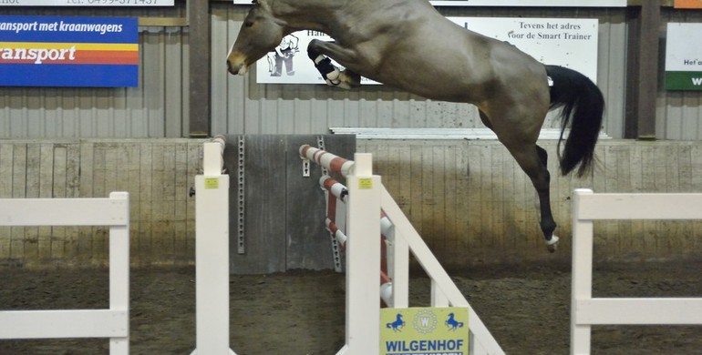 In the spotlight; Top showjumpers go to Aintree