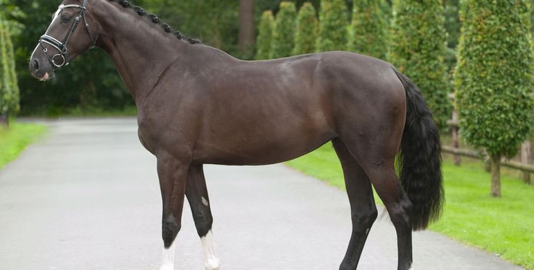 In the spotlight; Cordina (Cordynox x Peking)