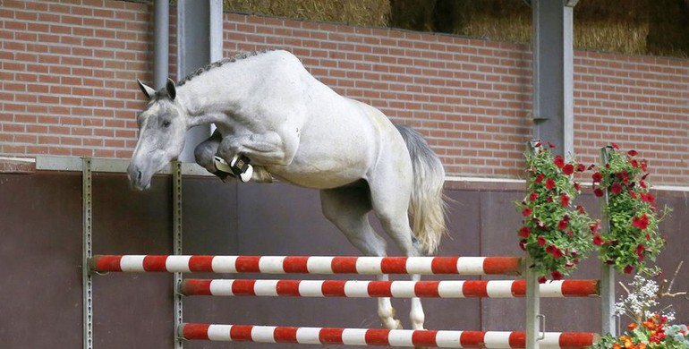 In the spotlight; Iggy Pop (Dallas VDL x Indorado)
