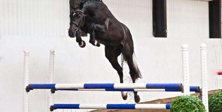 In the spotlight; Daminos (Diarado x Cachas)