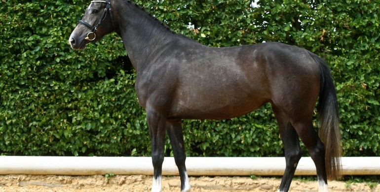 In the spotlight; Claretina (Clarimo x Caretino)