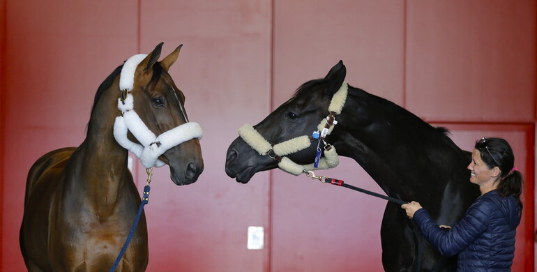 Jumping horses take off from Liege to Rio