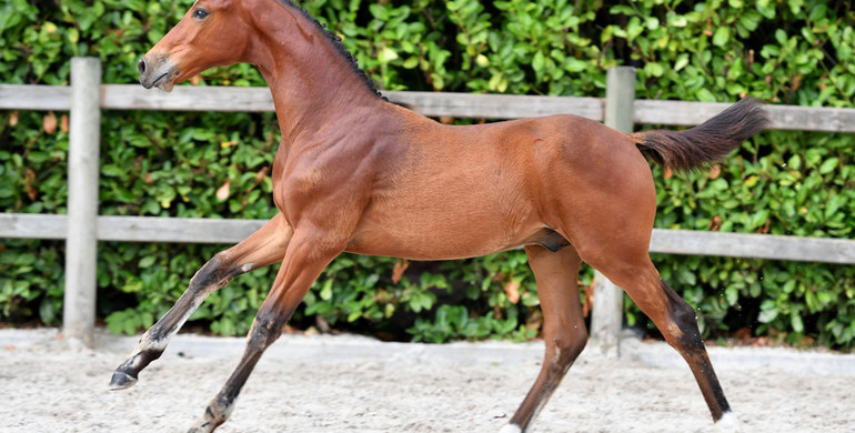Second edition of Foal Auction 111 during De Kraal International