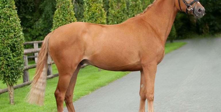 In the spotlight; Viktor (Van Helsing x Champion Du Lys)