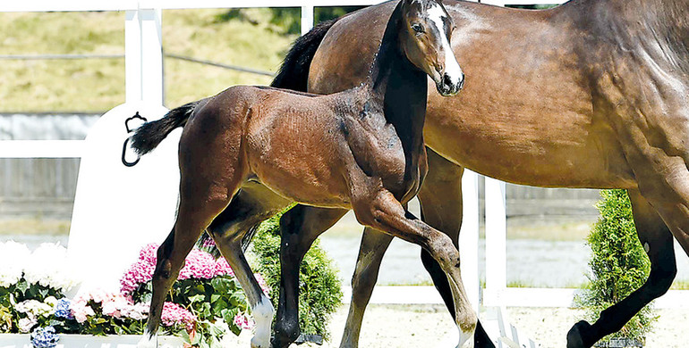 The Elite Foal Auction with offspring from Cornet Obolensky, For Pleasure, Balou du Rouet and more