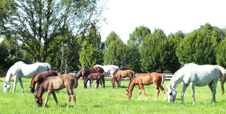 Eric Goossens from Haras de la Vie: Eight healthy foals, but it is not all roses...