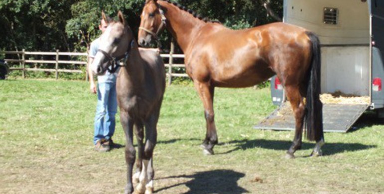 Eric Goossens from Haras de la Vie: Auction time for Porto de la Vie