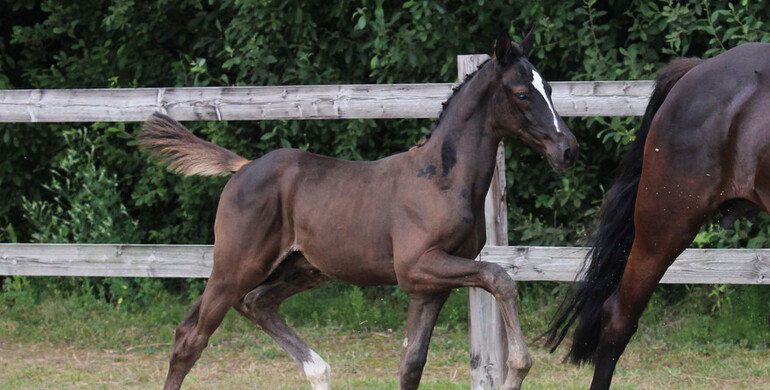 Auction Twinkeling presents 29 foals and an exclusive embryo by Comme Il Faut x Sister of Hello Sanctos