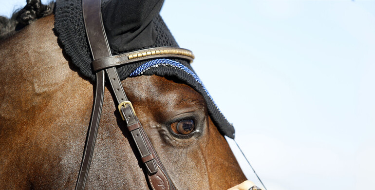 Beautiful horses at the Longines Masters of Los Angeles