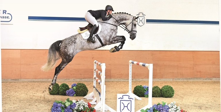 Half-brother of Glock’s Cognac Champblanc to be sold over the Holsteiner Elite Auction