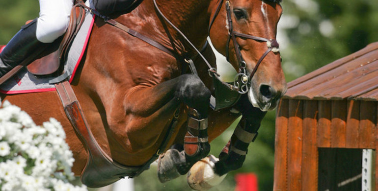 Does the apple fall far from the tree? Kashmir van Schuttershof and some of his offspring