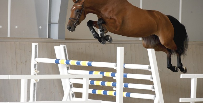 Half brother of H&M All In to be sold at Swedish Select Horse Sale 2016
