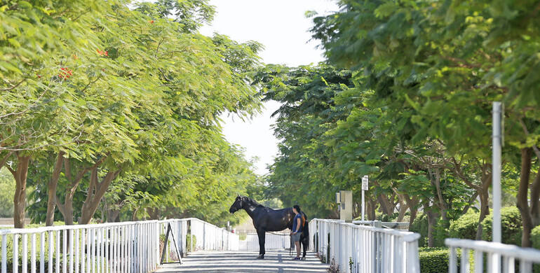 Images | Out and about at the LGCT of Doha - Part two
